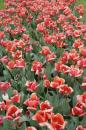 tulipes 004 * 3504 x 2336 * (4.26MB)